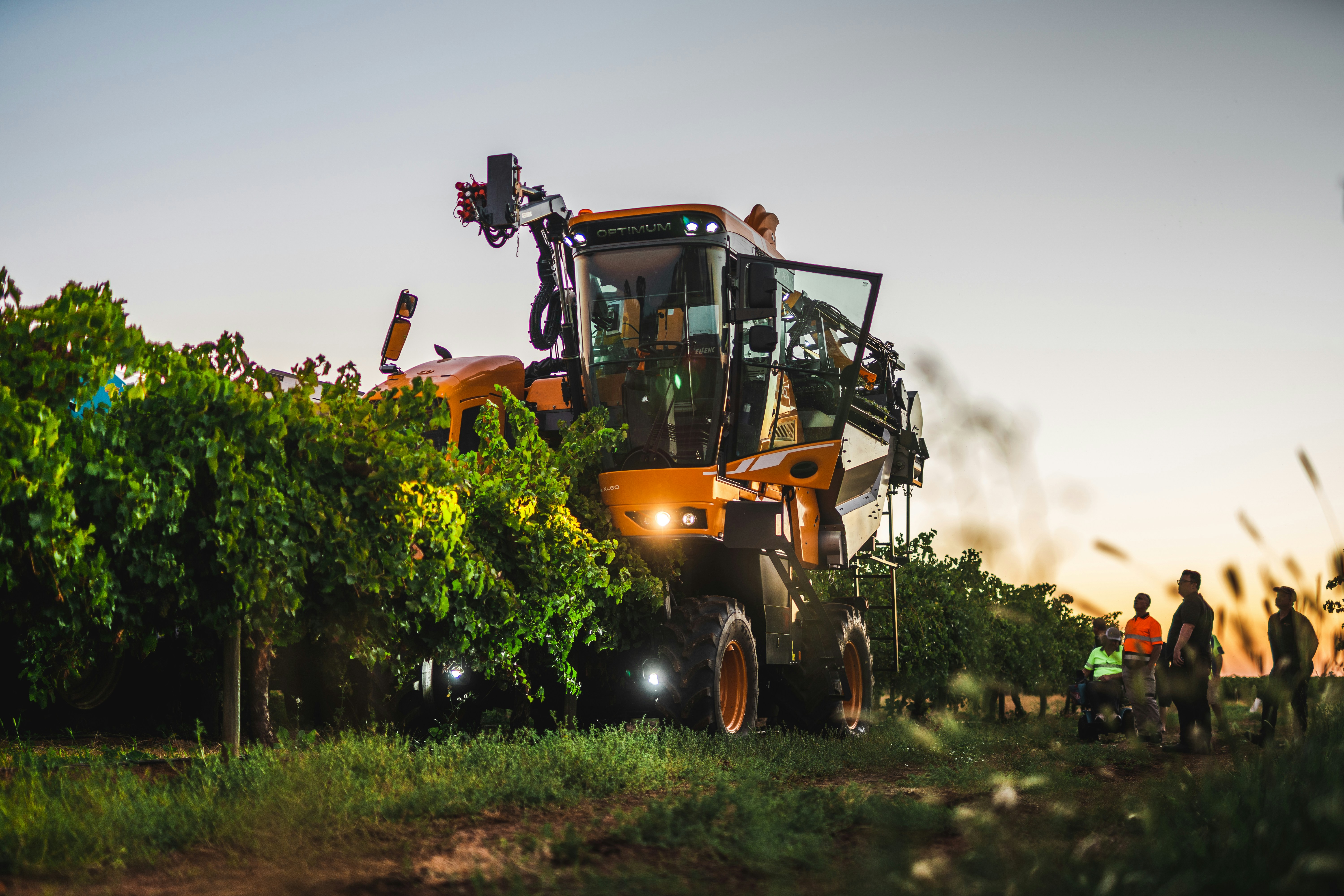 Pruning services